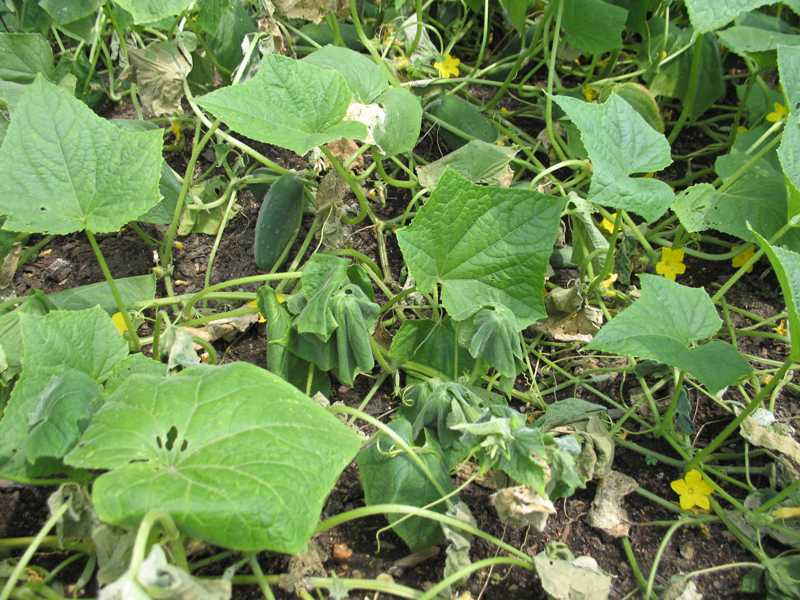 Bacterial Wilt of Cucumber
